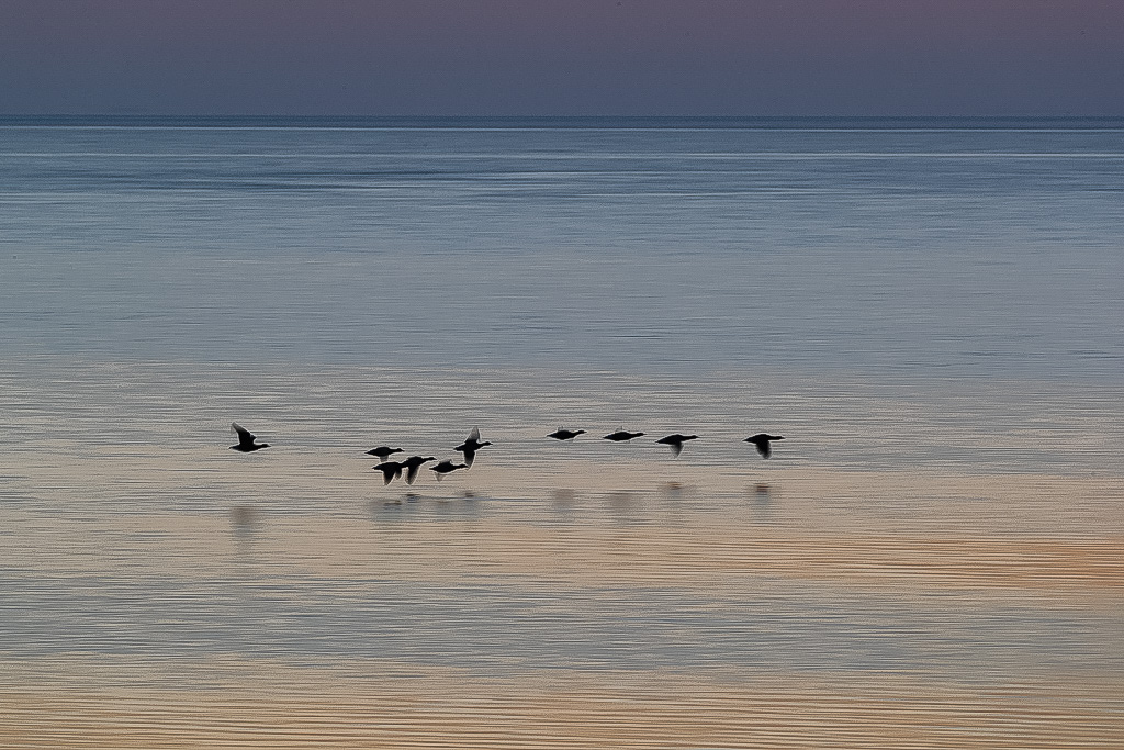 Canon EOS-1D X Mark II EF100-400mm f/4.5-5.6L IS II USM @ 400 mm - 1/30 Sek. bei f / 11 - ISO 800