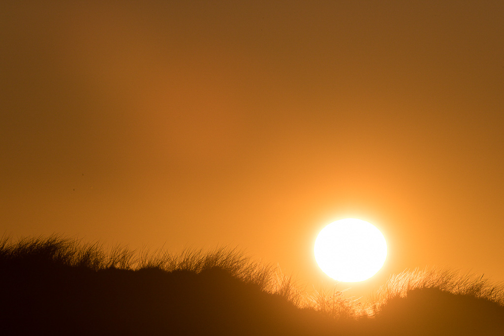 Canon EOS-1D X Mark II EF100-400mm f/4.5-5.6L IS II USM +1.4x III @ 560 mm - 1/4000 Sek. bei f / 16 - ISO 800