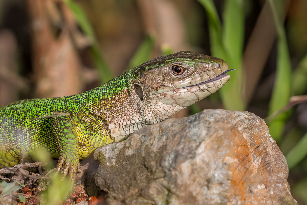 Canon EOS 70D - EF100-400mm f/4.5-5.6L IS II USM - @400 mm - 1/400 Sek. bei f / 8,0 - ISO 200