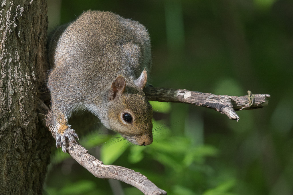 Canon EOS 7D Mark II - EF600mm f/4L IS II USM +1.4x III @ 840 mm - 1/400 Sek. bei f / 6.3 - ISO 800