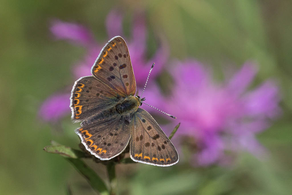 E-M1MarkII - OLYMPUS M.300mm F4.0 - 1/2000 Sek. bei f / 7,1 - ISO 640