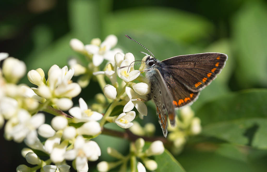 E-M5 - OLYMPUS M.60mm F2.8 Macro - 1/1250 Sek. bei f / 4,0 - ISO 200