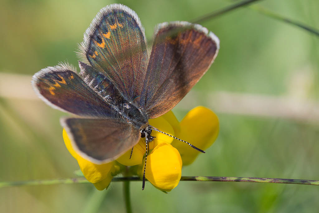 E-M5 - OLYMPUS M.60mm F2.8 Macro - 1/320 Sek. bei f / 5,0 - ISO 200