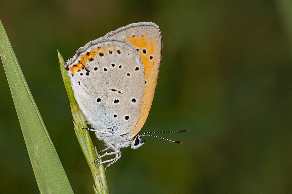 Canon EOS 5D - 150.0 mm - 1/200 Sek. bei f / 13 - ISO 800