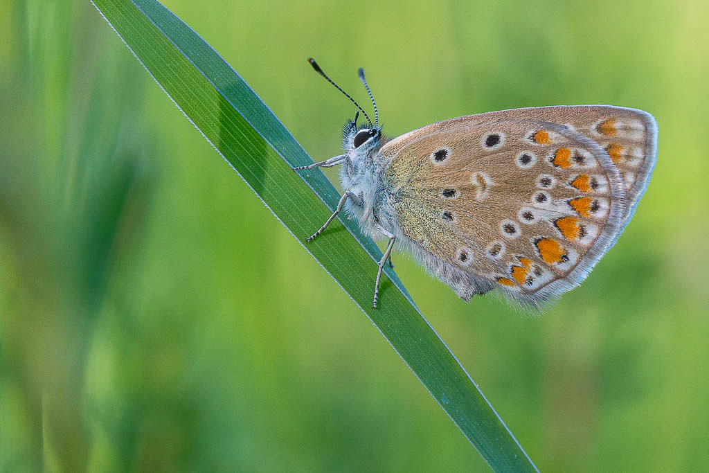 E-M5 - OLYMPUS M.60mm F2.8 Macro - 1/160 Sek. bei f / 8,0 - ISO 800