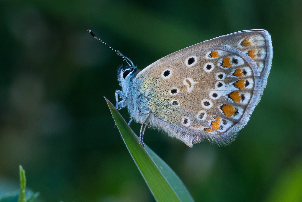 E-M5 - OLYMPUS M.60mm F2.8 Macro - 1/125 Sek. bei f / 8,0 - ISO 800