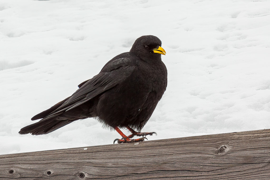 Canon EOS 50D - EF100-400mm f/4.5-5.6L IS USM @ 400 mm - 1/320 Sek. bei f / 8,0 - ISO 250