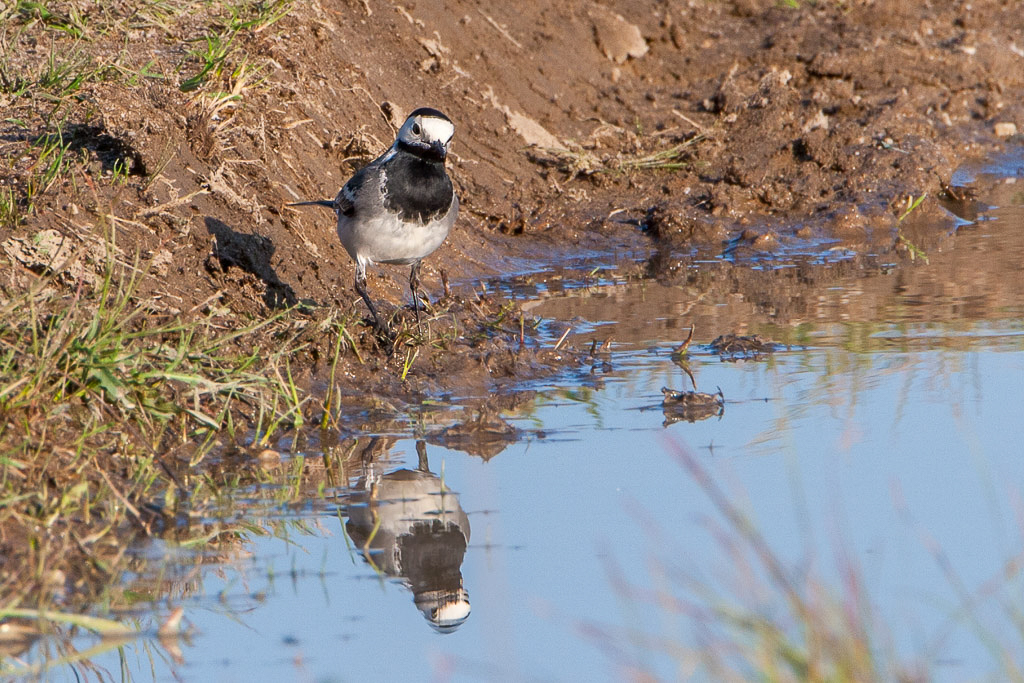 Canon EOS 20D - 500.0 mm @ 700 mm - 1/250 Sek. bei f / 14 - ISO 200