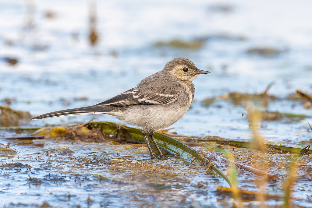 Canon EOS-1D Mark III - EF500mm f/4L IS USM +1.4x @ 700 mm - 1/500 Sek. bei f / 10 - ISO 400