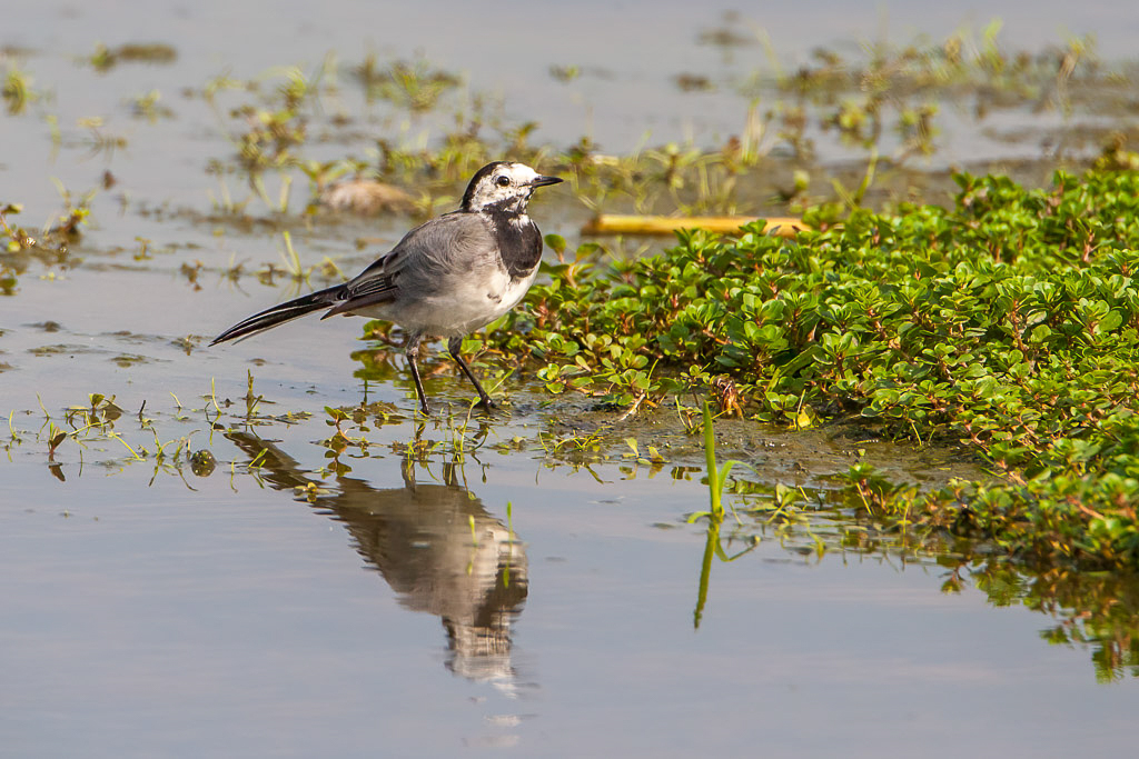 Canon EOS-1D Mark III - EF500mm f/4L IS USM +1.4x @ 700 mm - 1/1250 Sek. bei f / 9,0 - ISO 400