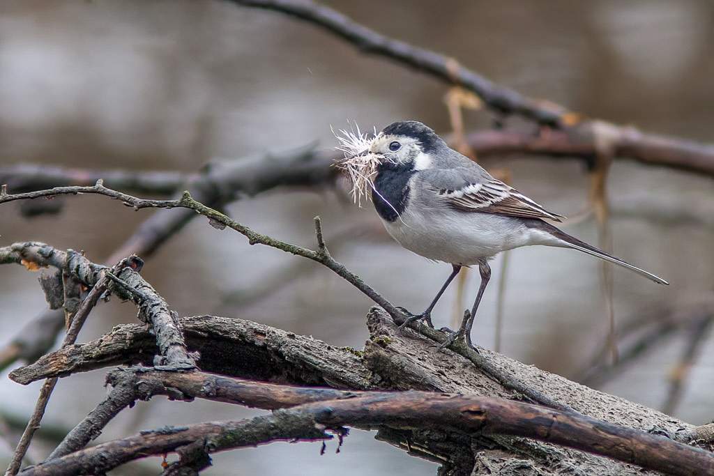 Canon EOS 5D Mark II - EF300mm f/4L IS USM +1.4x @ 420 mm - 1/250 Sek. bei f / 5,6 - ISO 800