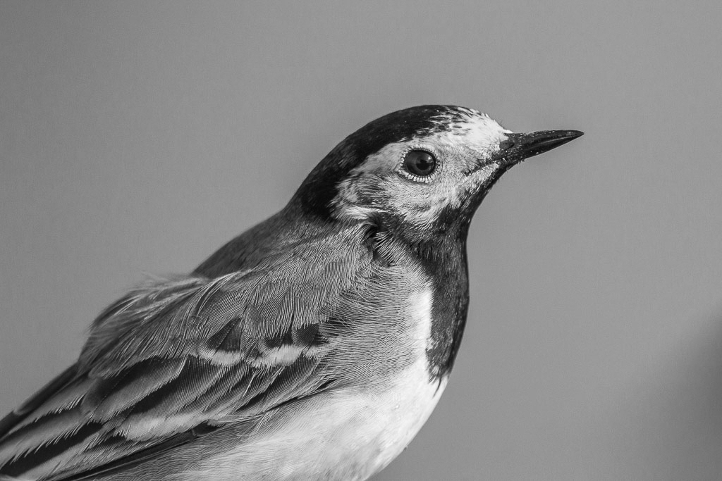 Canon EOS-1D Mark IV - EF600mm f/4L IS II USM +2.0x @ 1200 mm - 1/800 Sek. bei f / 8,0 - ISO 400