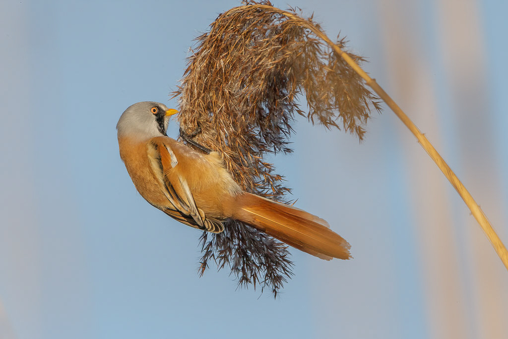 Canon EOS-1D Mark III - EF500mm f/4L IS USM +1.4x @ 700 mm - 1/800 Sek. bei f / 14 - ISO 400