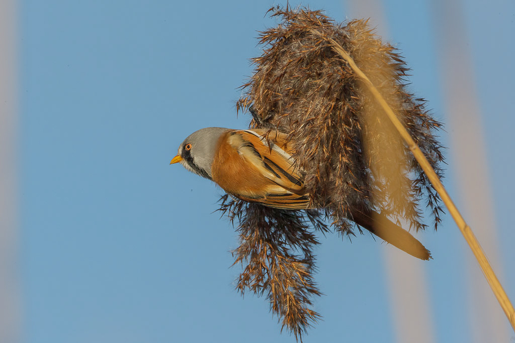 Canon EOS-1D Mark III - EF500mm f/4L IS USM +1.4x @ 700 mm - 1/1000 Sek. bei f / 14 - ISO 400