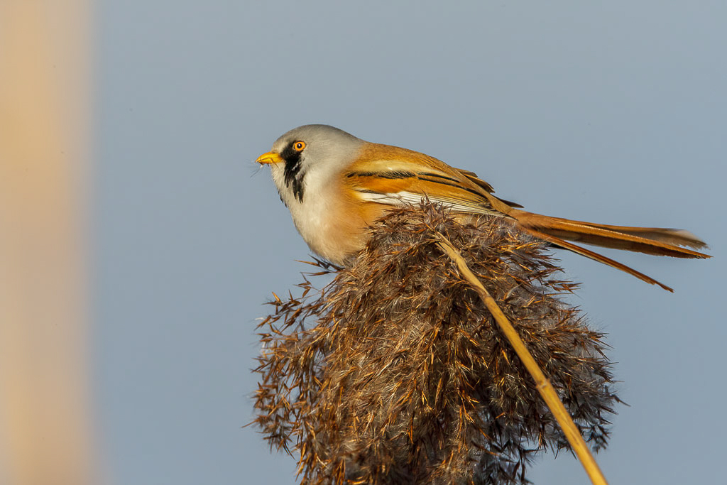 Canon EOS-1D Mark III - EF500mm f/4L IS USM +1.4x @ 700 mm - 1/800 Sek. bei f / 14 - ISO 400