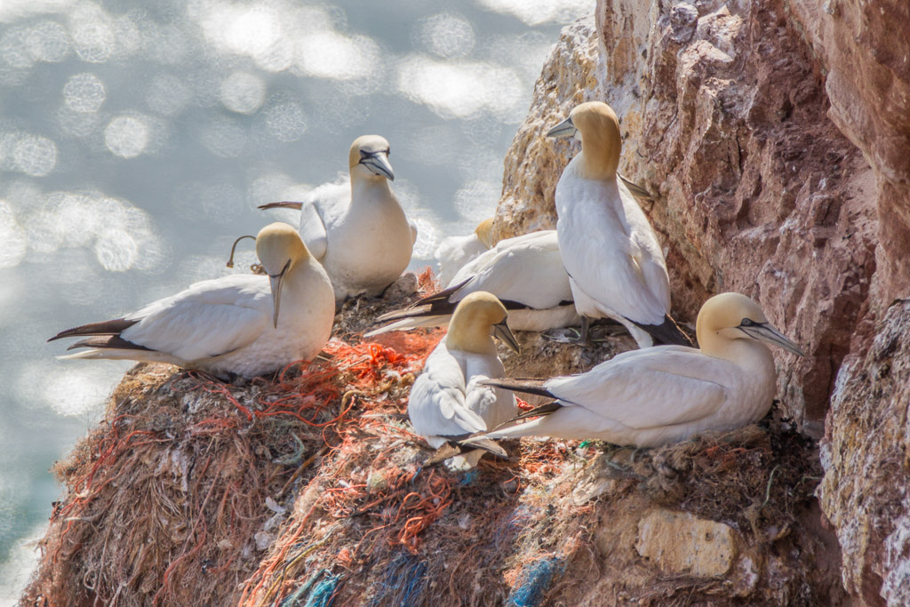 Canon EOS-1D Mark IV - EF600mm f/4L IS USM +2.0x @ 1200 mm - 1/640 Sek. bei f / 11 - ISO 400