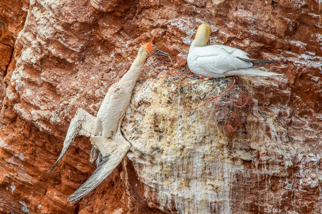 Canon EOS-1D Mark IV - EF600mm f/4L IS USM +1.4x @ 840 mm - 1/400 Sek. bei f / 11 - ISO 400