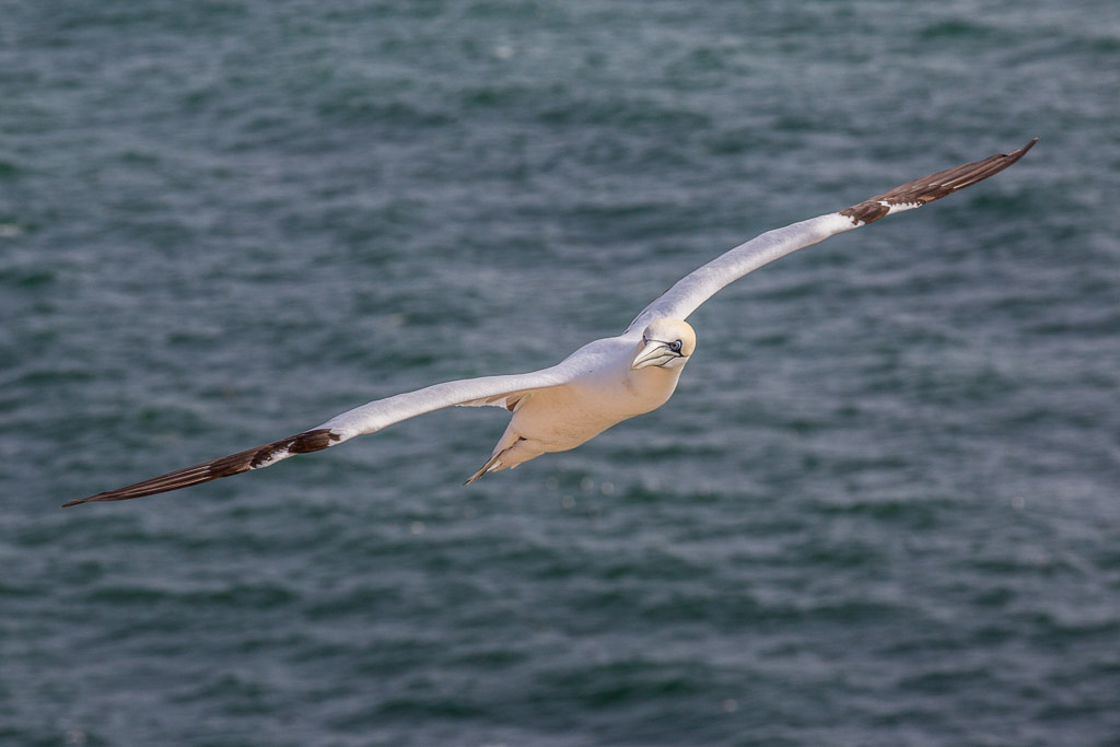 Canon EOS-1D Mark IV - EF70-200mm f/2.8L IS II USM @ 200 mm - 1/800 Sek. bei f / 10 - ISO 400