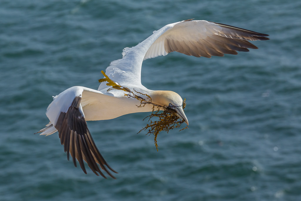 Canon EOS-1D Mark IV - EF70-200mm f/2.8L IS II USM @ 200 mm - 1/1000 Sek. bei f / 10 - ISO 400