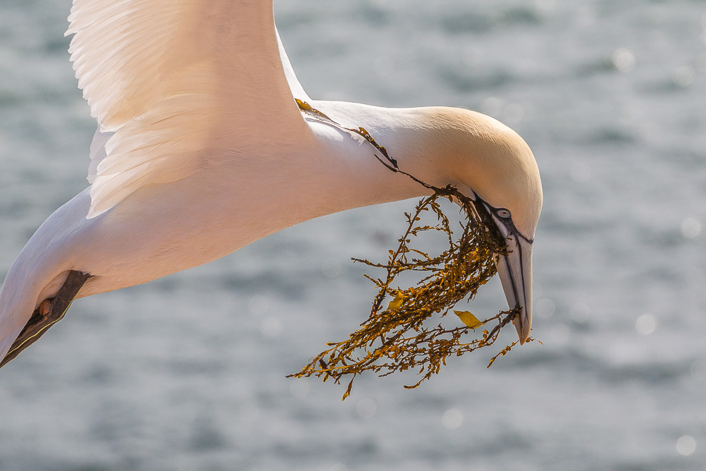 Canon EOS-1D Mark IV - EF70-200mm f/2.8L IS II USM @ 200 mm - 1/1250 Sek. bei f / 10 - ISO 400