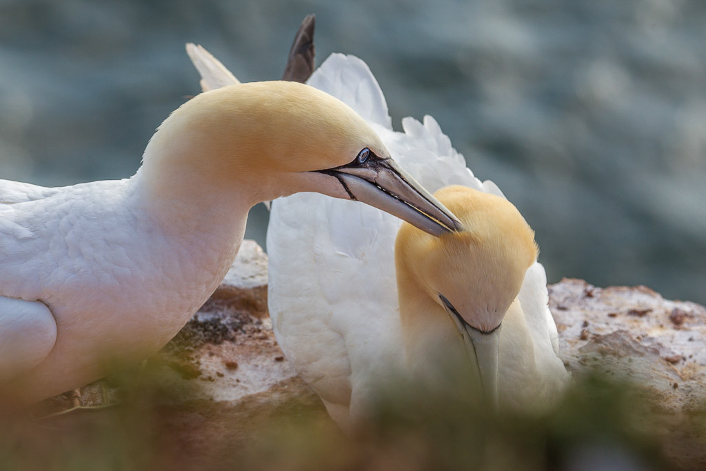 Canon EOS-1D Mark IV - EF70-200mm f/2.8L IS II USM +2.0x @ 270 mm - 1/400 Sek. bei f / 8,0 - ISO 200