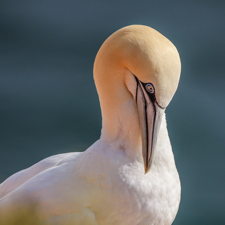 Canon EOS 5D Mark II - EF600mm f/4L IS USM @ 600 mm - 1/800 Sek. bei f / 8,0 - ISO 200