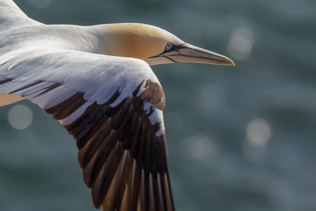 Canon EOS-1D Mark IV - EF70-200mm f/2.8L IS II USM +2.0x @ 380 mm - 1/1250 Sek. bei f / 8,0 - ISO 200