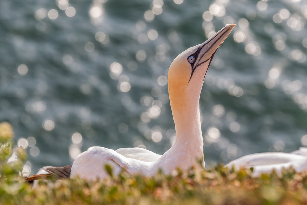 Canon EOS-1D Mark IV - EF70-200mm f/2.8L IS II USM +1.4x @ 185 mm - 1/250 Sek. bei f / 8,0 - ISO 200