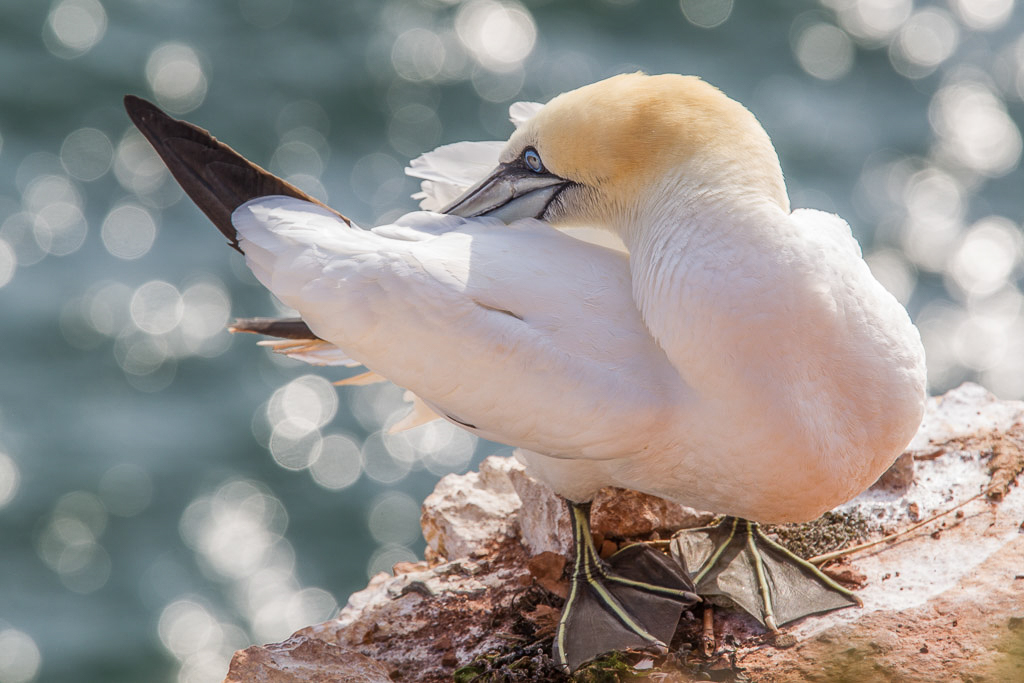 Canon EOS-1D Mark IV - EF70-200mm f/2.8L IS II USM +1.4x @ 280 mm - 1/400 Sek. bei f / 8,0 - ISO 200