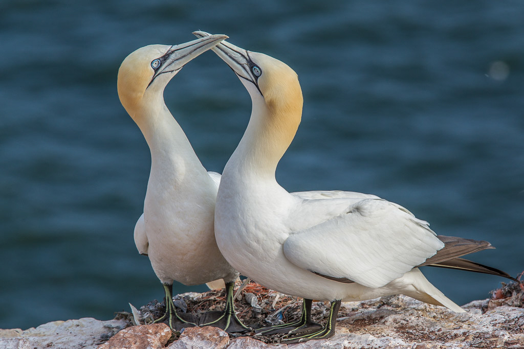 Canon EOS-1D Mark IV - EF70-200mm f/2.8L IS II USM +1.4x @ 280 mm - 1/500 Sek. bei f / 8,0 - ISO 200