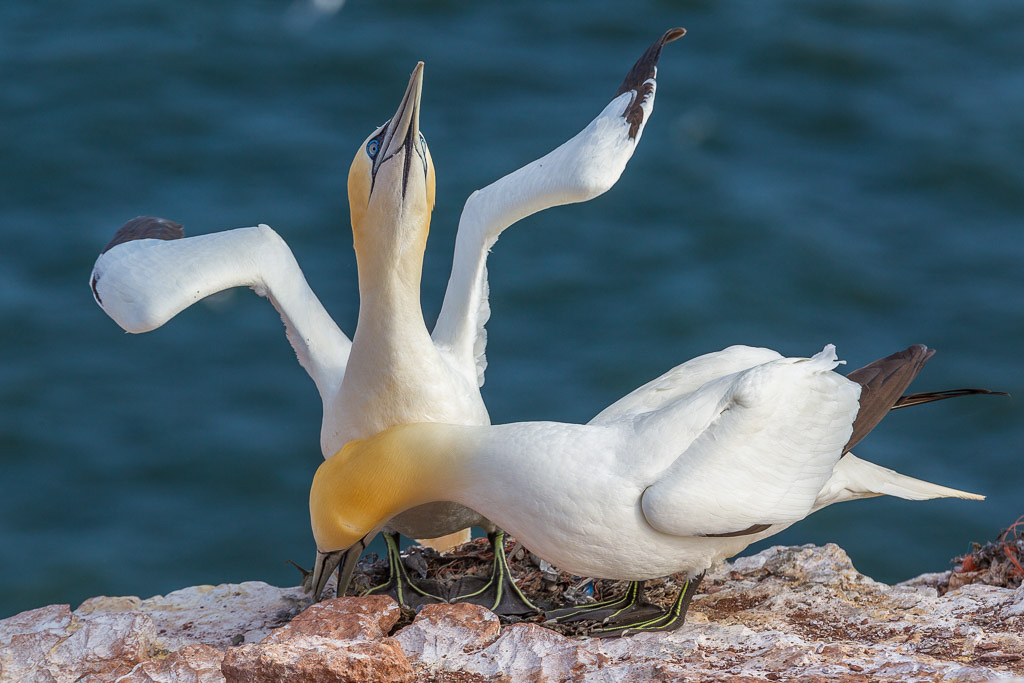 Canon EOS-1D Mark IV - EF70-200mm f/2.8L IS II USM +1.4x @ 280 mm - 1/500 Sek. bei f / 8,0 - ISO 200