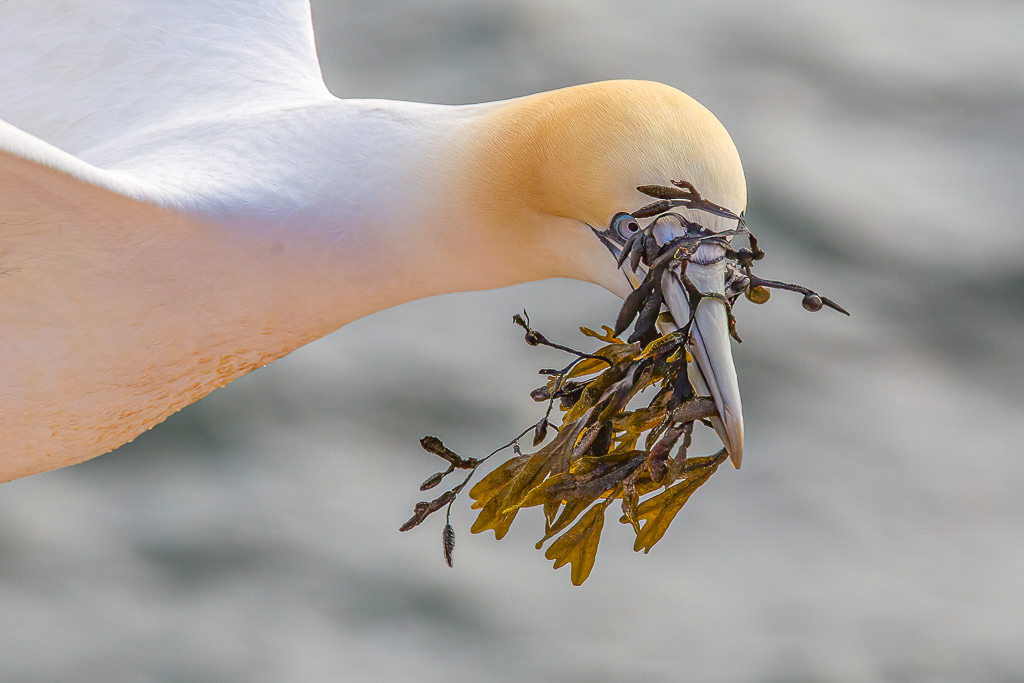 Canon EOS-1D Mark IV - EF70-200mm f/2.8L IS II USM +1.4x @ 255 mm - 1/640 Sek. bei f / 8,0 - ISO 200