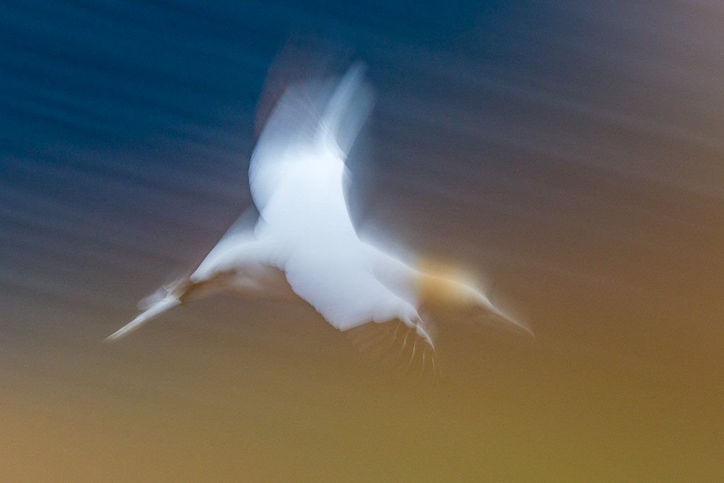 Canon EOS-1D Mark IV - EF600mm f/4L IS II USM @ 600 mm - 1/8 Sek. bei f / 16 - ISO 400