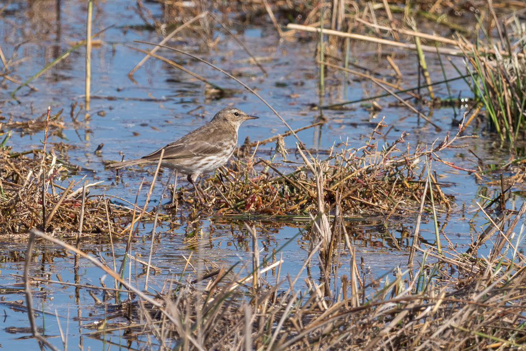 E-M1MarkII - M.300mm F4.0 + MC-14 @ 420 mm - 1/400 Sek. bei f / 9,0 - ISO 200