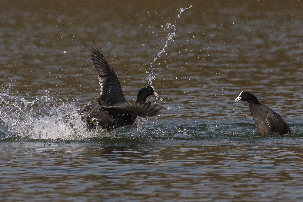 Canon EOS 20D - 500.0 mm bei 700 mm 1/1600 Sek. bei f / 11 ISO 400