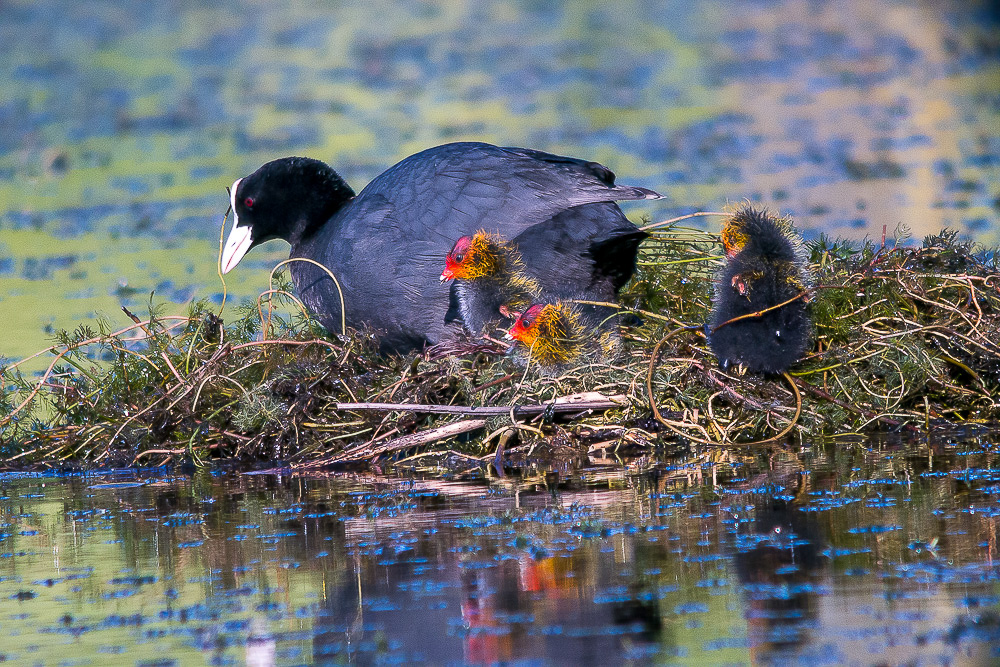 DMC-GH2 - LEICA DG MACRO-ELMARIT 45/F2.8 bei 45 mm 1/250 Sek. bei f / 2,8 ISO 1000