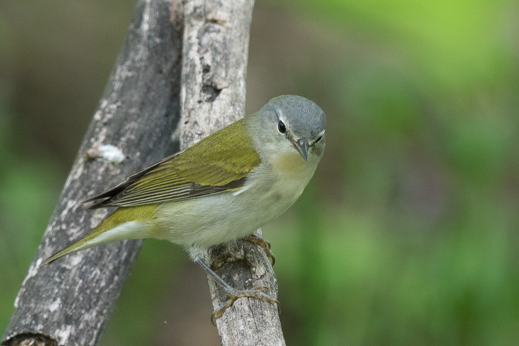 Canon EOS 7D Mark II - EF600mm f/4L IS II USM +1.4x III @ 840 mm - 1/100 Sek. bei f / 10 - ISO 800