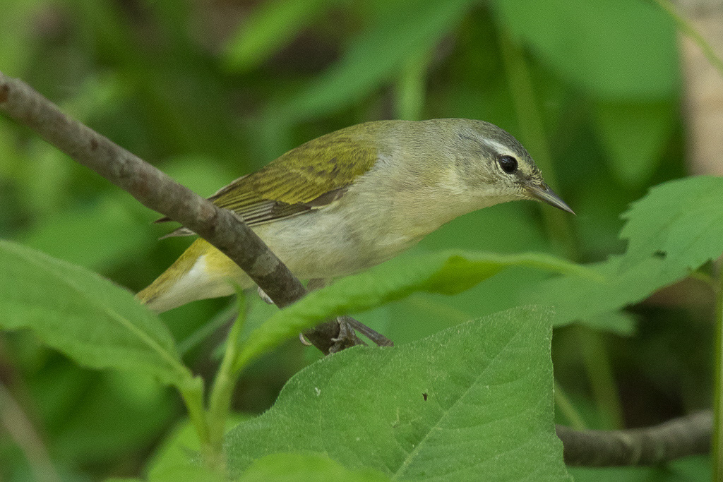 Canon EOS 7D Mark II - EF600mm f/4L IS II USM +1.4x III @ 840 mm - 1/250 Sek. bei f / 6.3 - ISO 800