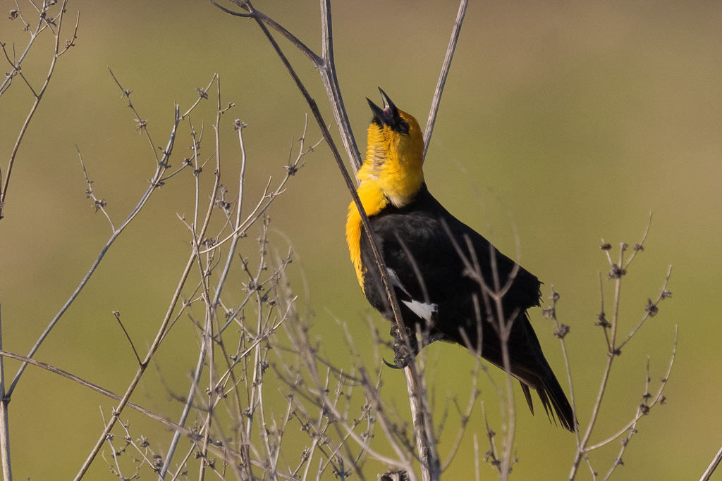 1/1600 Sek. bei f / 8.0