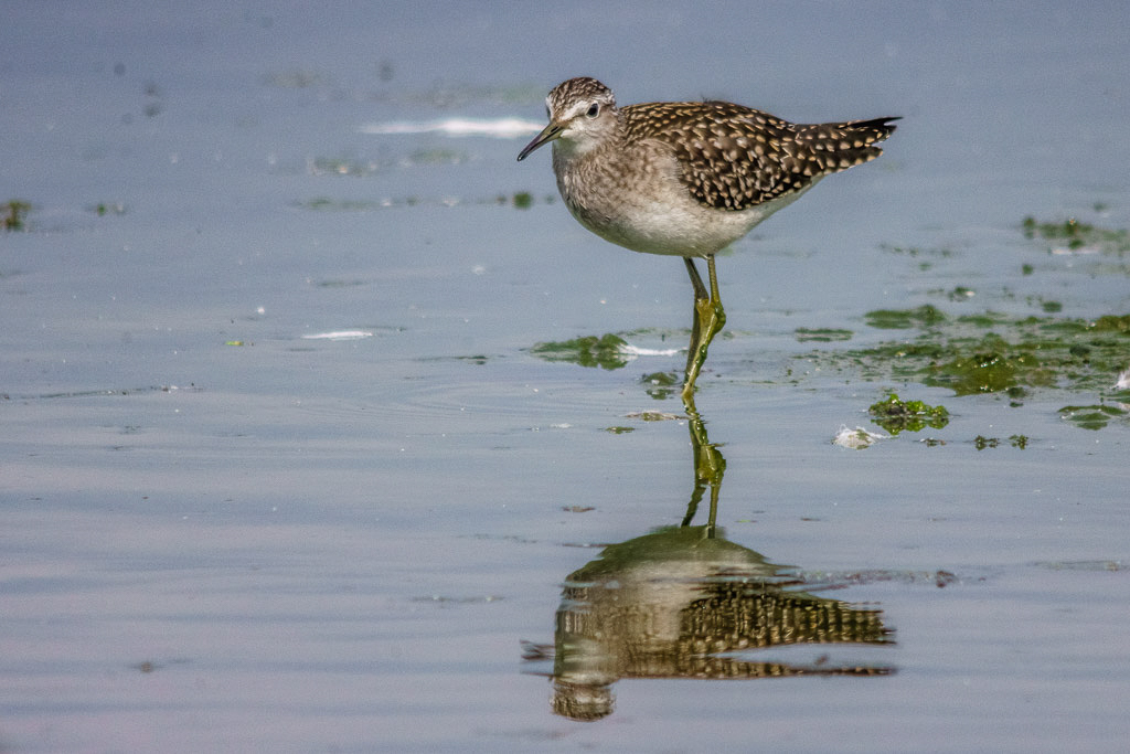 NEX-7 - ---- @  - 1/800 Sek. - ISO 800