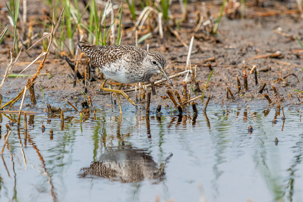 Canon EOS 70D - EF600mm f/4L IS II USM +1.4x III @ 840 mm - 1/800 Sek. bei f / 8,0 - ISO 400