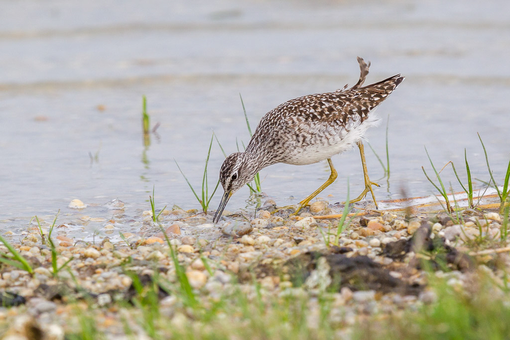 Canon EOS-1D Mark IV - EF600mm f/4L IS II USM +1.4x @ 840 mm - 1/640 Sek. bei f / 8,0 - ISO 400
