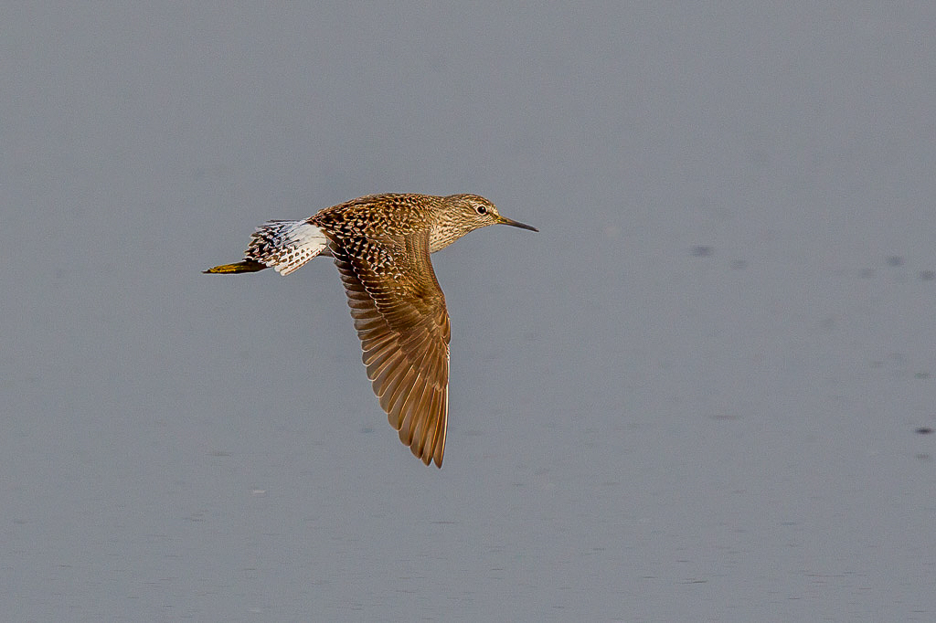 Canon EOS-1D Mark IV - EF600mm f/4L IS II USM +1.4x @ 840 mm - 1/1000 Sek. bei f / 8,0 - ISO 400