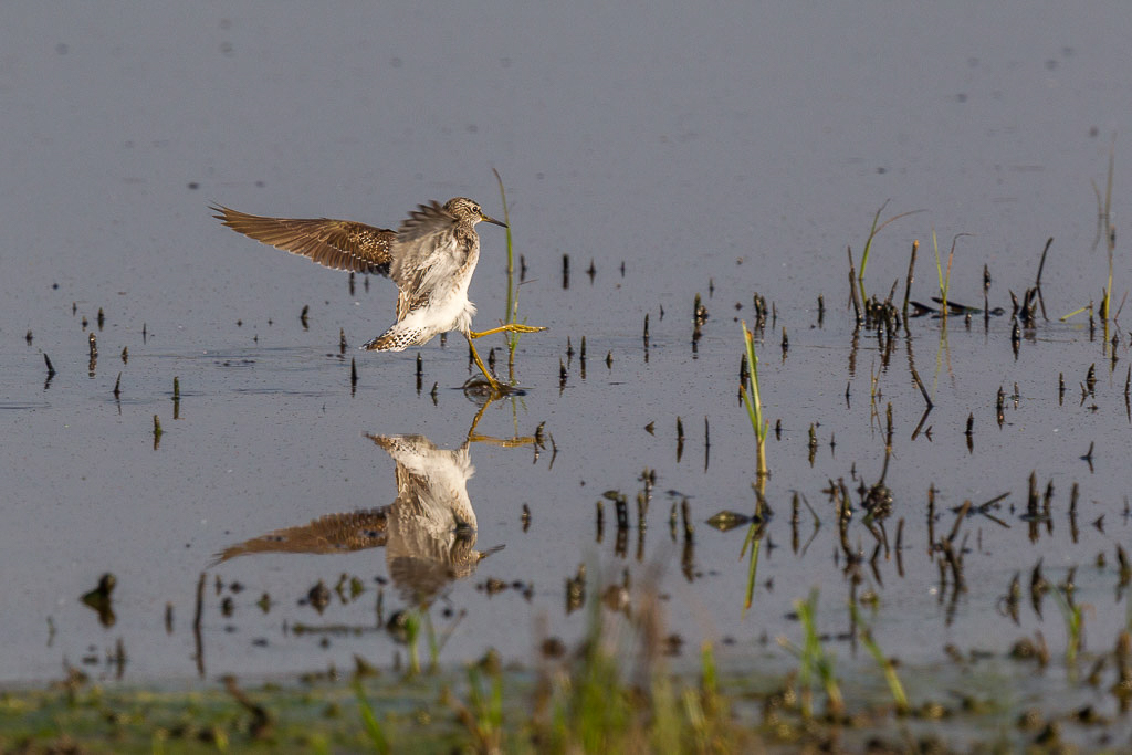 Canon EOS-1D Mark IV - EF600mm f/4L IS II USM +1.4x @ 840 mm - 1/1600 Sek. bei f / 8,0 - ISO 400