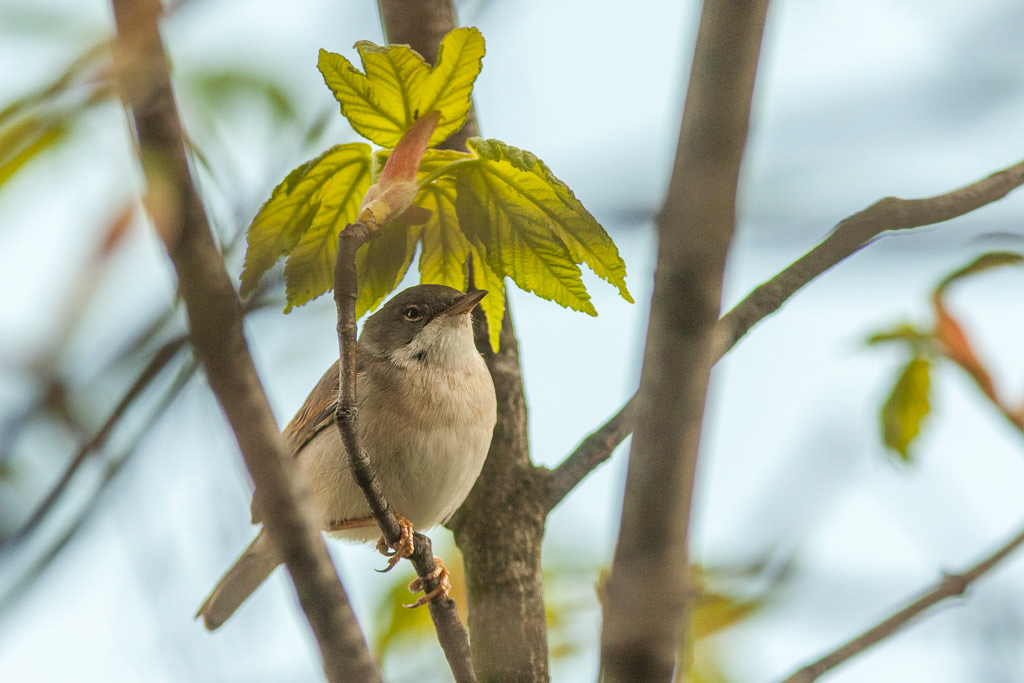 Canon EOS-1D Mark III - EF300mm f/4L IS USM +1.4x @ 420 mm - 1/500 Sek. bei f / 6,3 - ISO 800