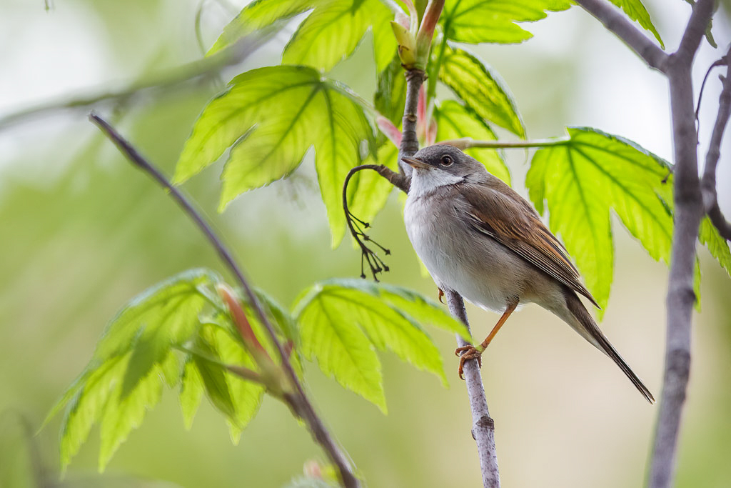 Canon EOS-1D Mark III - EF300mm f/4L IS USM +1.4x @ 420 mm - 1/200 Sek. bei f / 6,3 - ISO 800