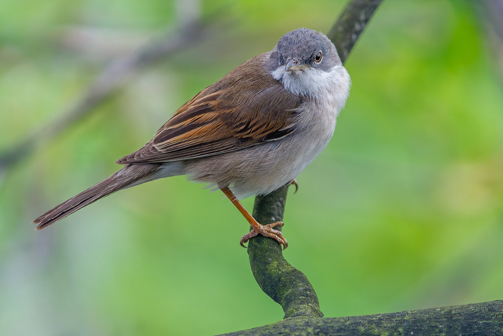 Canon EOS-1D Mark III - EF300mm f/4L IS USM +1.4x @ 420 mm - 1/100 Sek. bei f / 8,0 - ISO 800