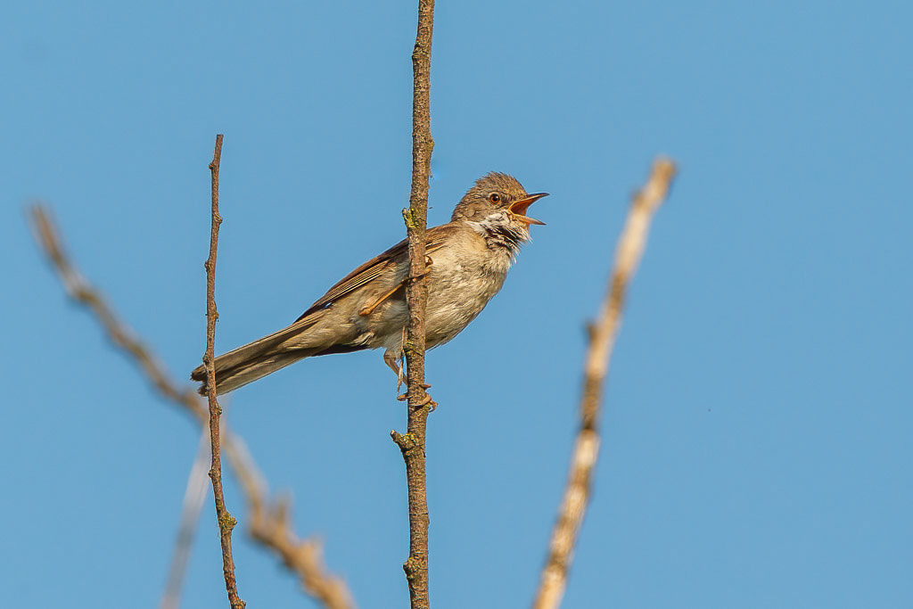 Canon EOS-1D Mark IV - EF600mm f/4L IS USM +1.4x @ 840 mm - 1/800 Sek. bei f / 9,0 - ISO 400