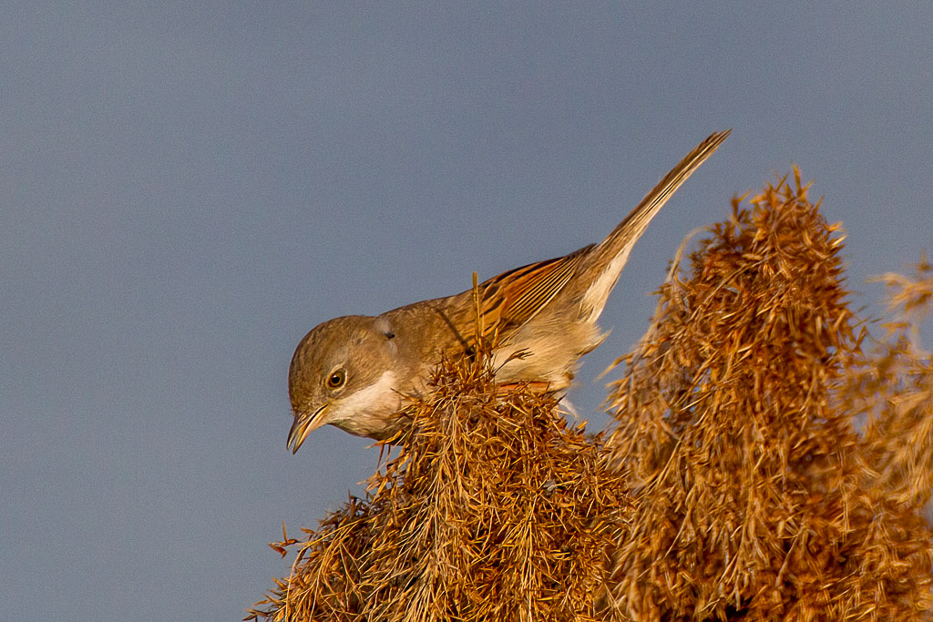 Canon EOS-1D Mark IV - EF600mm f/4L IS USM +2.0x @ 1200 mm - 1/800 Sek. bei f / 11 - ISO 800