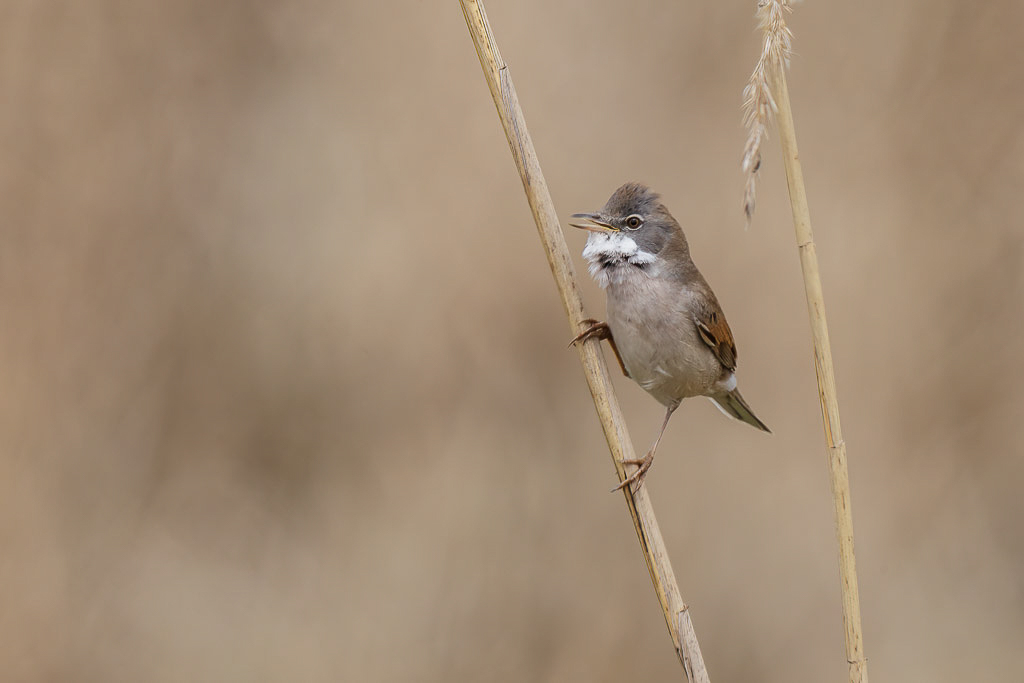 Canon EOS-1D Mark IV - EF600mm f/4L IS II USM +2.0x @ 1200 mm - 1/400 Sek. bei f / 11 - ISO 400